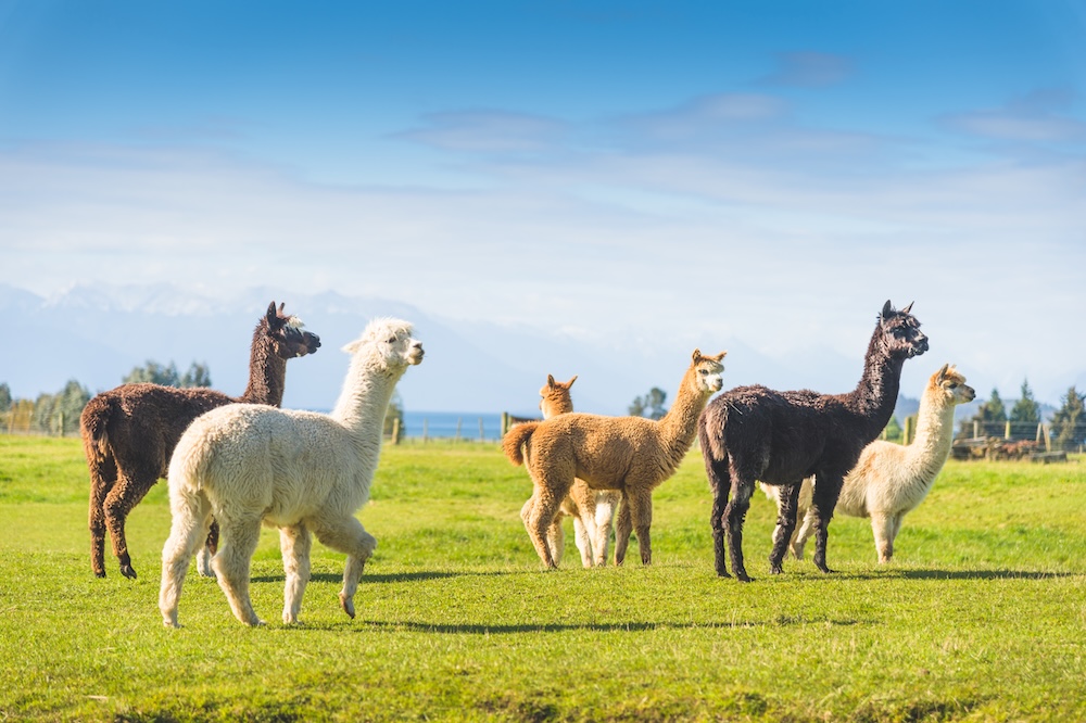 alpacas roaming in a field