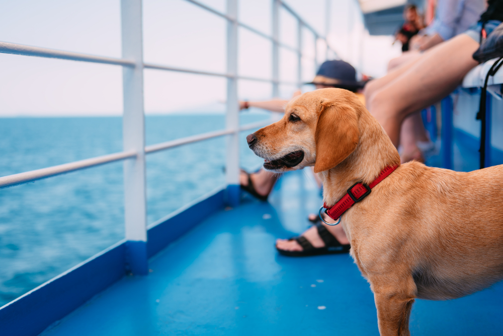 dog with red collar on ferry